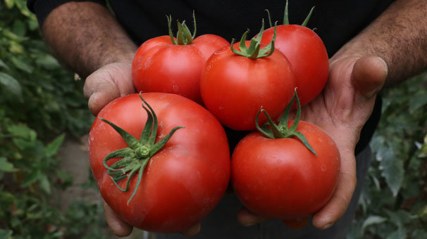 Isparta'n?n kynden Avrupa ve Ortado?u'ya domates ihracat?